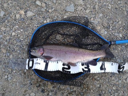 十数年ぶりの管釣り